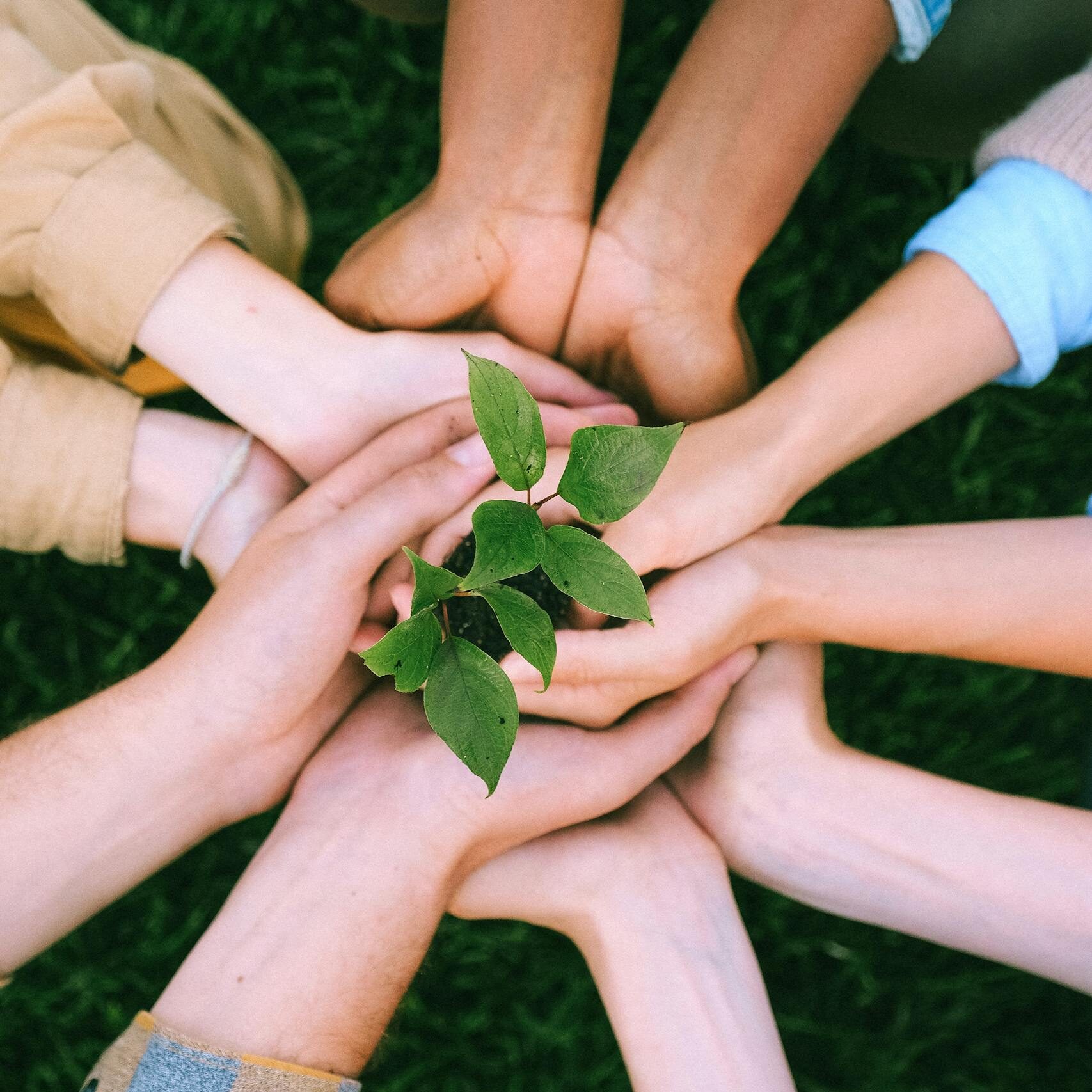 Hands united around a plant symbolizing teamwork and eco-friendly efforts outdoors.