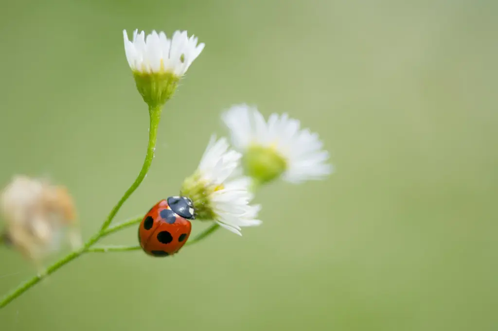 道ばたの花にとまっているテントウムシ
