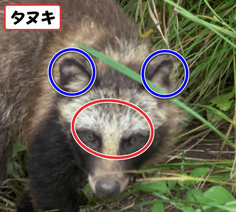 タヌキの顔。耳と目のまわりの模様に印がついた見分け方の図