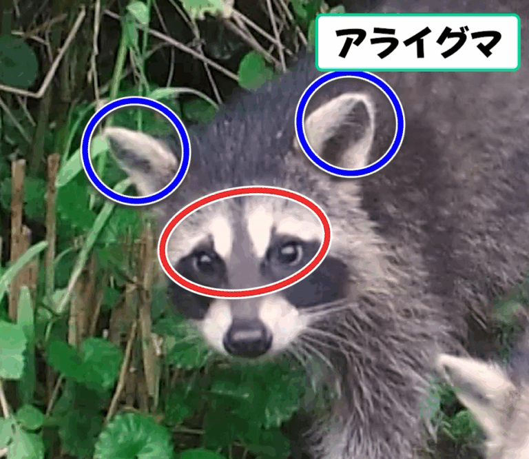 アライグマの顔。耳と目のまわりの模様に印がついた見分け方の図
