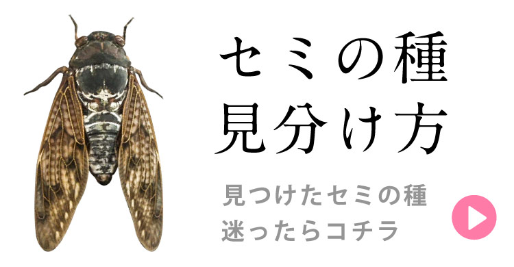 セミの種 見分け方。見つけたセミの種に迷ったときのページ