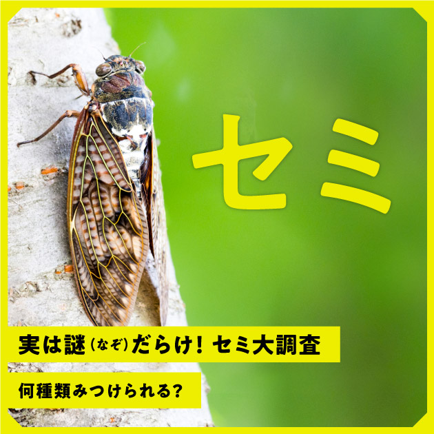 セミ大調査 – NHKシチズンラボ