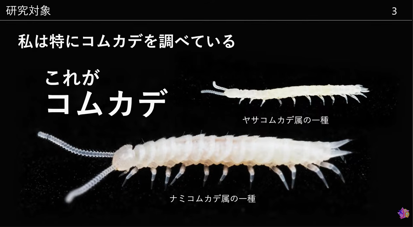 ヤサコムカデ属とナミコムカデ属の一種を紹介するスライド