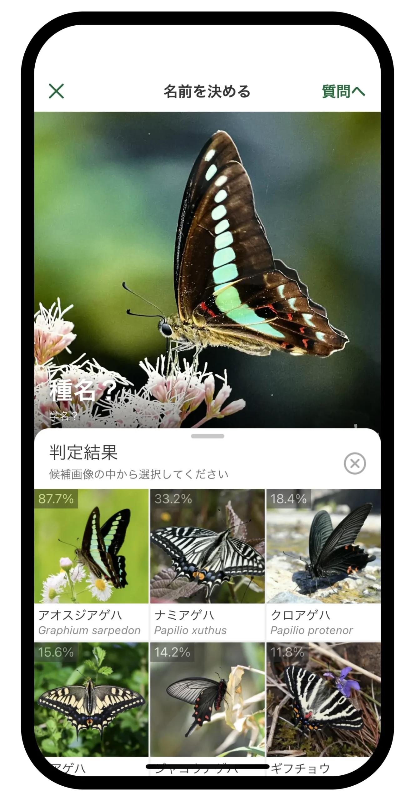 撮影したチョウの写真からAIが種名の候補を出している画面