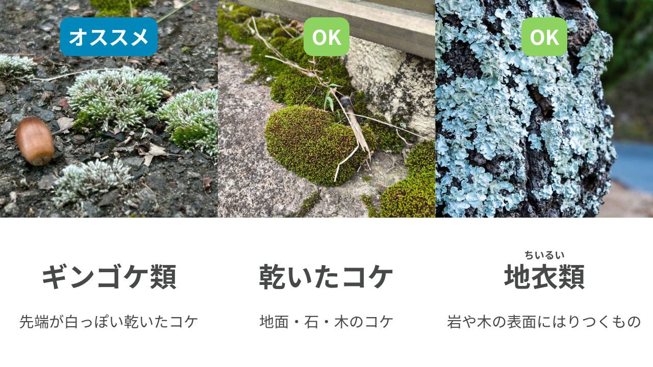 採ってほしいコケの例。ギンゴケ類、乾いたコケ、地衣類の写真