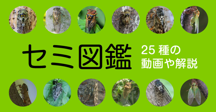 セミ図鑑。25種の動画や解説が見られるページ