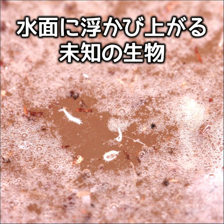 水面に浮かび上がった、体長数ミリの白いコムカデ