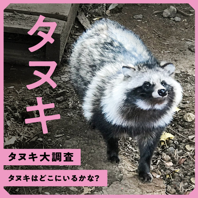 タヌキ大調査 – NHKシチズンラボ